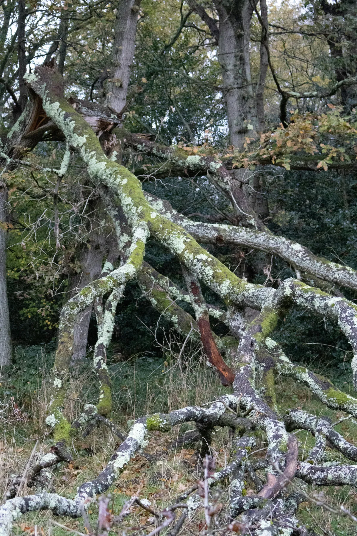 Overgrown tree branches in need of professional trimming